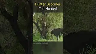 Hunter Becomes The Hunted