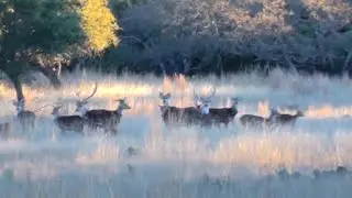 Large Group of Axis Deer On The Move - West Kerr Ranch