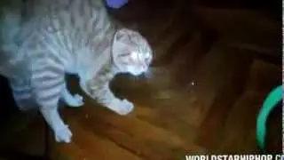 Scared Cat Saying No