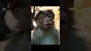Wait for it Monkey #monkey #memes #soundeffects #likeandsubscribe #food #funny #feedshorts