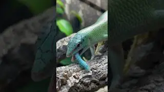 BLUE CATERPILLAR vs. GREEN LIZARD! Emerald Tree Skink Eating a Hornworm! #hornworm #skink #feeding