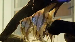 Pterophyllum altum 