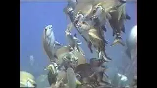 Schooling Red Morwong, Cheilodactylus fuscus