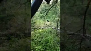 First look at 2021 Spring Bear