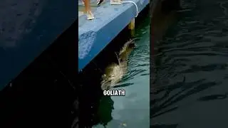 I caught a Goliath Grouper on my POCKET ROD!🎣😱