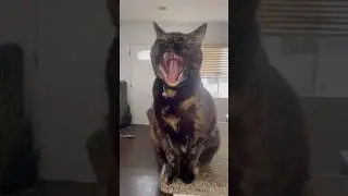 Free therapy ✅🐾 #cat #catshorts #catvideo