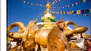 Amazing Monkey temple Nepal | Swayambhunath | swimming pool for monkey | exploring Nepal | #vlog