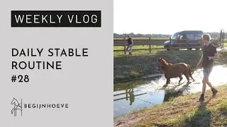 Our daily stable routine! | Begijnhoeve | Weekvlog #28