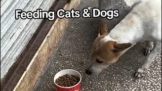 Feeding stray cats and dogs #DavidPalmero