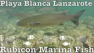 Fish Rubicon Marina Playa Blanca Lanzarote