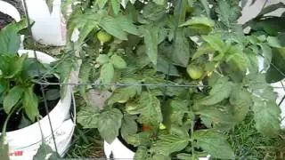 Container Gardening: Free 5 Gal. Bucket Garden