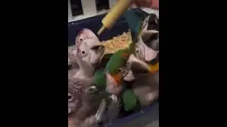 🔥 Blue and Gold Macaws for Sale &ndash; The Ultimate Talking Parrot! 🔥