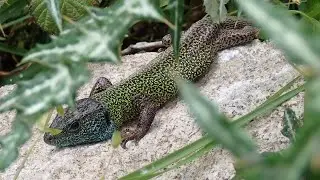 Iberische smaragdhagedis/Iberian emerald lizard (Lacerta schreiberi) Mannetje Male