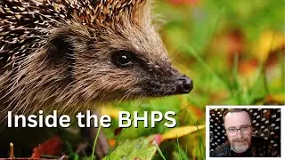 From Awareness to Action: How BHPS is Caring for Hedgehogs