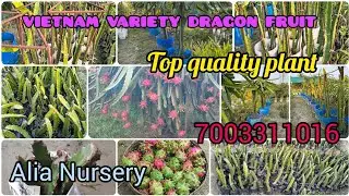 All varieties Dragon fruit plants available in Alia nursery and Agriculture farm 🌿#youtube #garden 