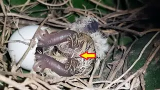 Baby Hatches Itself Pushing Out Egg Shell | Dovee bird EGG Hatching | Dove Bird Nest video