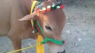 Naguman cow mandi 2020 (qurbani 2020)