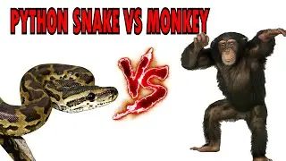 Battle of the Animals - Python Snake vs Monkey