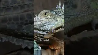 Thorny Devil vs Armadillo Girdled Lizard Who would win in a fight? #shorts #science #facts