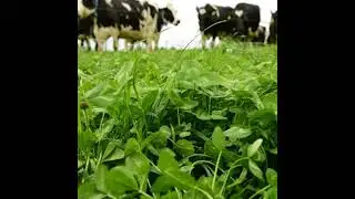How to establish white clover in grazing swards