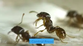 Ant Control Prescott