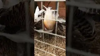 Самец Дрофы