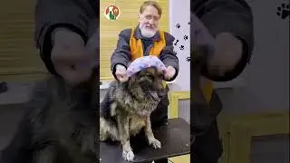 The kind old man rescues the poor dog. #doglover #rescuedog #pets