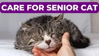 How to Care for Senior Cat: Essential Tips