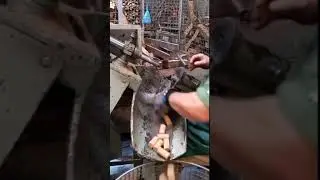 how cork for wine bottle are manufactured in factory 😍🔥 #shorts #tiktok