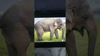 Asian Elephant Sound Effects