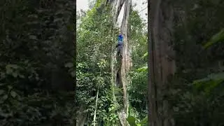 132 feet height tree climbing in Costa Rica forest