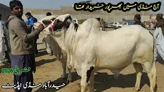 AJ mandi me bharpor kharedari thi | Hyderabad mandi update | Sindhi Cattle Market |January 28, 2026