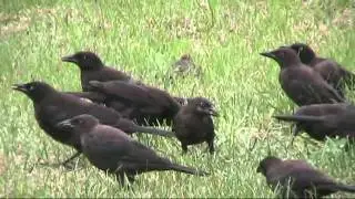 Common Grackle - Quiscalus quiscula  Juvenilles