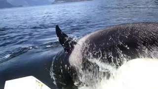 Orcas on the Hunt! Howe Sound (short version)