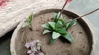 Star haworthia plant | grow and care tips for star haworthia plant | haworthia in hindi / urdu