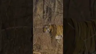 🙏Kya Maya Tigress Zinda Hai?🙏 | Tadoba Tiger Reserve Forest