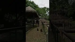 Khao Kheow, monkey's ambush #khaokheowopenzoo #monkey #pattaya #thailand