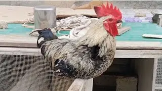 Rooster morning crowing sound 🐓🐔 #birds #chicken #rooster 