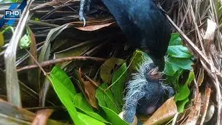 Poor thing! A baby bird keeps calling for its mother because it&rsquo;s hungry. 