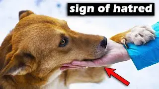 12 Warning Signs Your Dog Is Emotionally Distant!