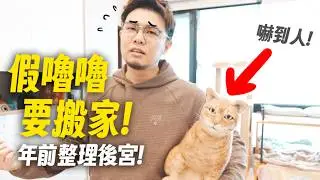 【假嚕嚕要搬家！年前整理後宮！】志銘與狸貓