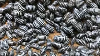 A Herd of Zebra...Isopods!