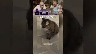 Шёпотом мявкает😸