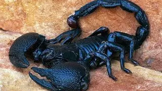 Les 7 Scorpions Les Plus Dangereux Au Monde