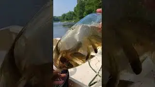 here on the Wolf River #subscribe #fishing #chubfishing