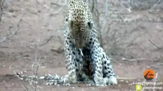 Leopard Learns Lesson From 2 Porcupines