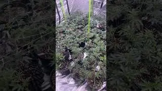 Week 2 off flower Jaffa x kosher #420 #live #thailand #trending #viral