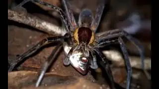 Spiders Go Fishing &ndash; Do They Lie and Drink Beer Too