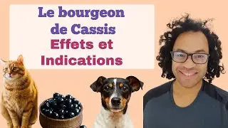 Les effets thérapeutiques du cassis chez le chien et le chat.