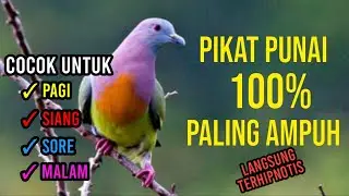 indukan dan pejantan semua jenis burung punai langsung datang berkumpul mendengar suara punai ini